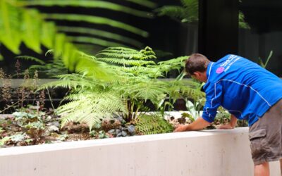 Media Release: ACT landscape specialist launches dedicated maintenance business
