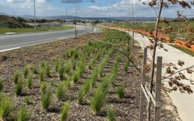 Open space projects at South Jerrabomberra